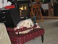 2008 Le fauteuil de Benji ...